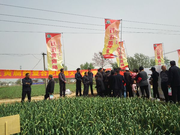 培肥养地夺高产 不妨试试黄腐酸 ——小蝌蚪视频网站免费观看网站新肥科技有限公司河南睢县大蒜观摩会